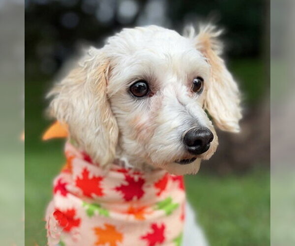 Medium Photo #6 Maltipoo (Miniature) Puppy For Sale in Arlington, VA, USA