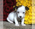 Small Photo #1 Jack Russell Terrier Puppy For Sale in FREDERICKSBURG, OH, USA