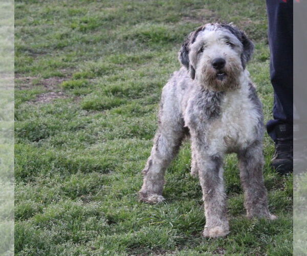 Medium Photo #2 Aussiedoodle Puppy For Sale in Holly Hill, SC, USA