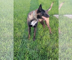 Father of the Belgian Malinois puppies born on 12/04/2022