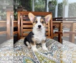 Beckham - Male Pembroke Welsh Corgi Puppy for Sale - Photo #5