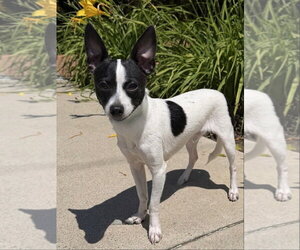 Chihuahua-Unknown Mix Dogs for adoption in Newport Beach, CA, USA