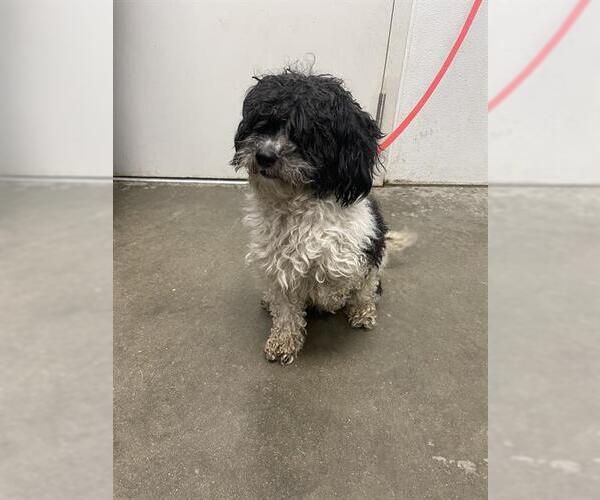 Medium Photo #1 Maltipoo Puppy For Sale in Rosenberg, TX, USA