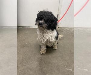 Maltipoo Dogs for adoption in Rosenberg, TX, USA