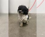 Small Maltipoo