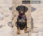 Small #1 Doberman Pinscher