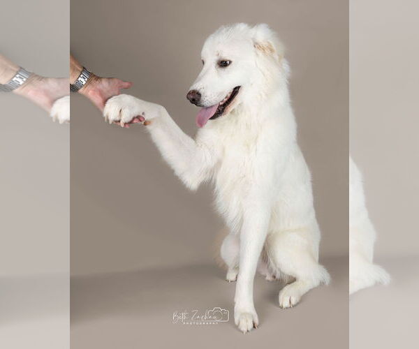 Medium Photo #22 Great Pyrenees Puppy For Sale in Houston, TX, USA