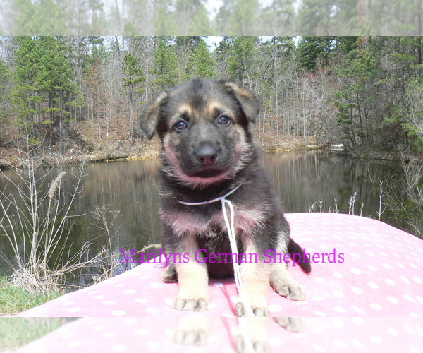 Medium Photo #6 German Shepherd Dog Puppy For Sale in PIEDMONT, MO, USA