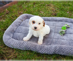 Small #2 Cavapoo (Miniature)