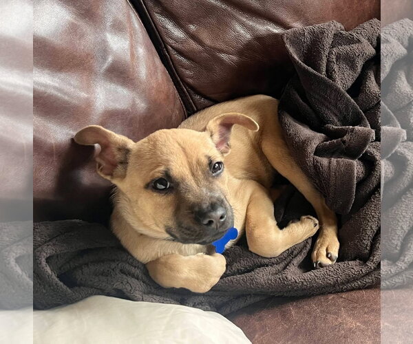 Medium Photo #4 Mutt Puppy For Sale in Bellevue, WA, USA