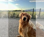Small Photo #1 Golden Retriever Puppy For Sale in DE BEQUE, CO, USA