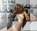 Small Photo #2 Cavapoo Puppy For Sale in MEDFORD, MA, USA
