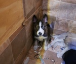 Small Photo #5 Siberian Husky Puppy For Sale in BELOIT, WI, USA