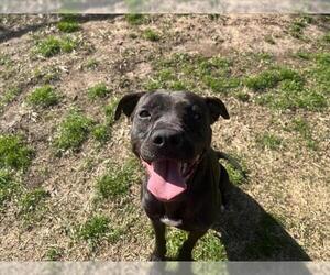 Mutt Dogs for adoption in Tulsa, OK, USA