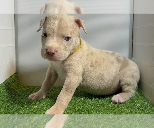 Medium Photo #7 American Bully Puppy For Sale in PERRIS, CA, USA