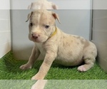 Small #6 American Bully