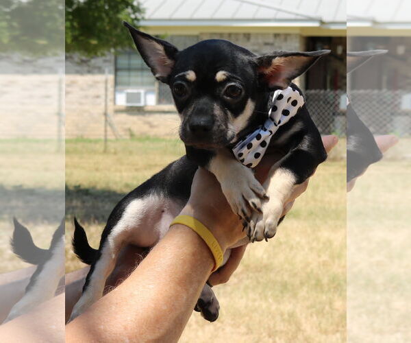 Medium Photo #2 Chug Puppy For Sale in Bandera, TX, USA
