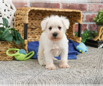 Small #11 Schnauzer (Miniature)