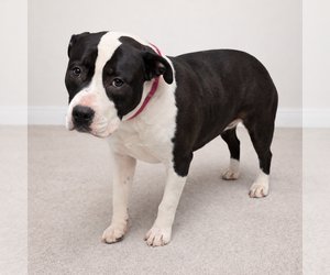 Mutt Dogs for adoption in Rustburg, VA, USA