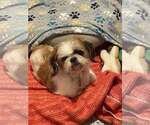 Small #1 Shih Tzu Mix