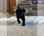 Small Photo #6 Labrador Retriever Puppy For Sale in WESTBY, WI, USA