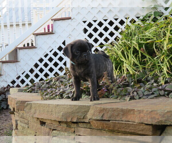 Medium Photo #2 Jug Puppy For Sale in MOUNT SOLON, VA, USA
