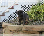 Small Photo #2 Jug Puppy For Sale in MOUNT SOLON, VA, USA