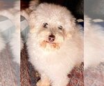 Small Photo #3 Poodle (Miniature) Puppy For Sale in Lee's Summit, MO, USA
