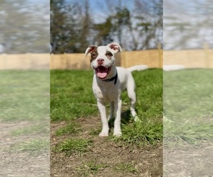 Mutt Dogs for adoption in Jacksonville, NC, USA