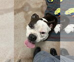 Small #4 Mutt