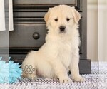 Small #2 Golden Retriever