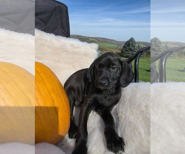 Medium Photo #3 Labrador Retriever-Unknown Mix Puppy For Sale in SHERBURNE, NY, USA