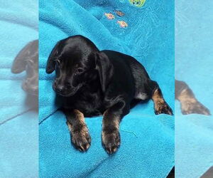 Wirehaired lab Dogs for adoption in Aurora, IN, USA