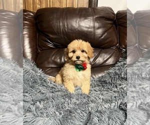 Cavapoo Puppy for sale in JEFFERSONVILLE, IN, USA