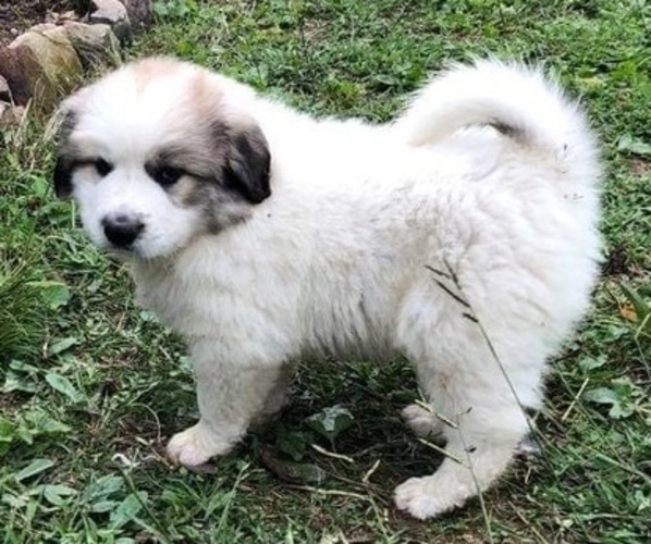 Medium Photo #1 Great Pyrenees Puppy For Sale in FRAKES, KY, USA