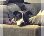 Small #5 Mutt