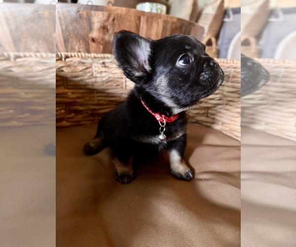 Medium Photo #3 French Bulldog Puppy For Sale in BONNEAU, SC, USA