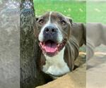 Small #1 Staffordshire Bull Terrier