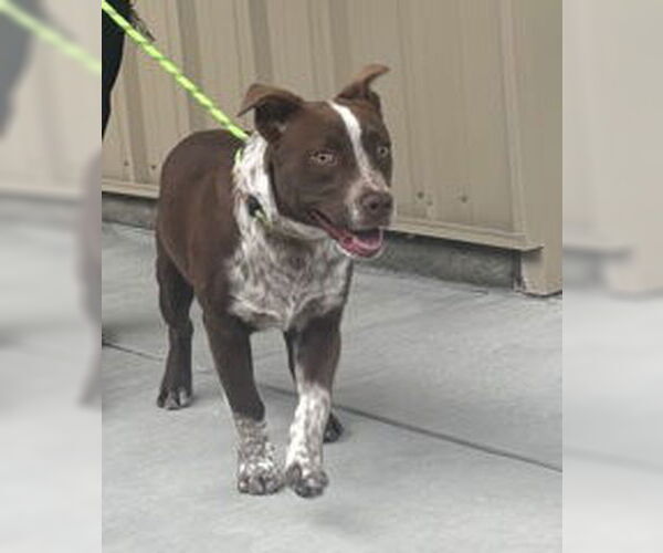 Medium Photo #1 Australian Kelpie Puppy For Sale in Salinas, CA, USA