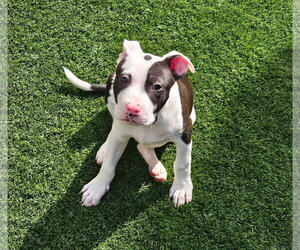American Pit Bull Terrier-Unknown Mix Dogs for adoption in Berkeley, CA, USA