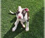 Small American Pit Bull Terrier Mix