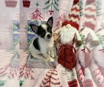 Small Photo #20 Chihuahua Puppy For Sale in SHERMAN, TX, USA