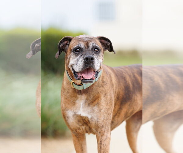 Medium Photo #2 Boxer Puppy For Sale in McKinney, TX, USA