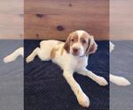 Finley - Male Brittany Puppy for Sale - Photo #8