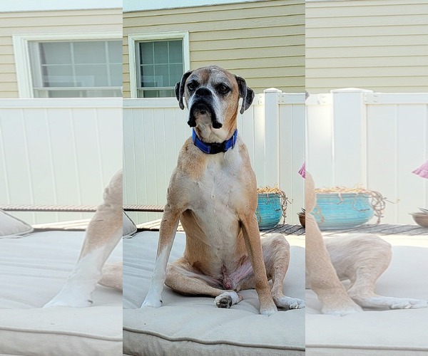 Medium Photo #9 Boxer Puppy For Sale in Burnsville, MN, USA