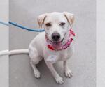Small Photo #13 Lab-Pointer Puppy For Sale in San Diego, CA, USA