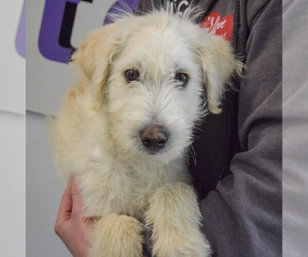 Medium Photo #3 Mutt Puppy For Sale in Huntley, IL, USA