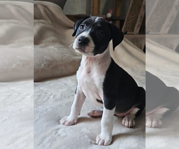 Medium Photo #4 American Staffordshire Terrier-Unknown Mix Puppy For Sale in Holly Springs, NC, USA
