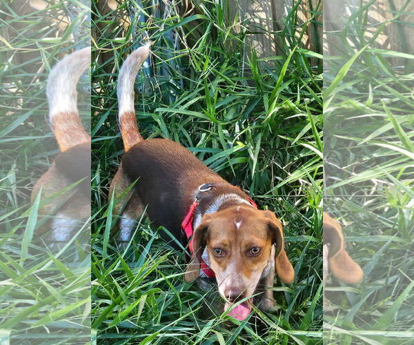 Medium Photo #8 Beagle Puppy For Sale in Tampa, FL, USA