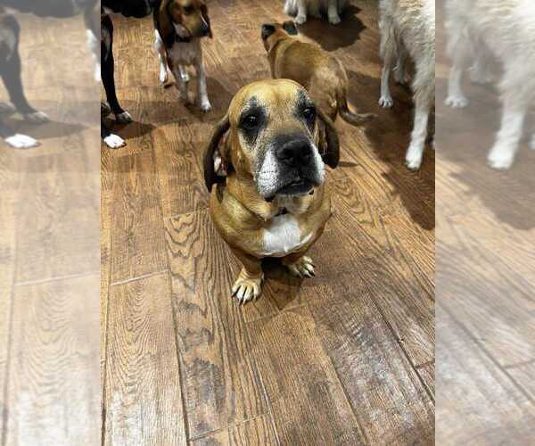 Medium Photo #1 Basset Hound-Unknown Mix Puppy For Sale in Vail, AZ, USA